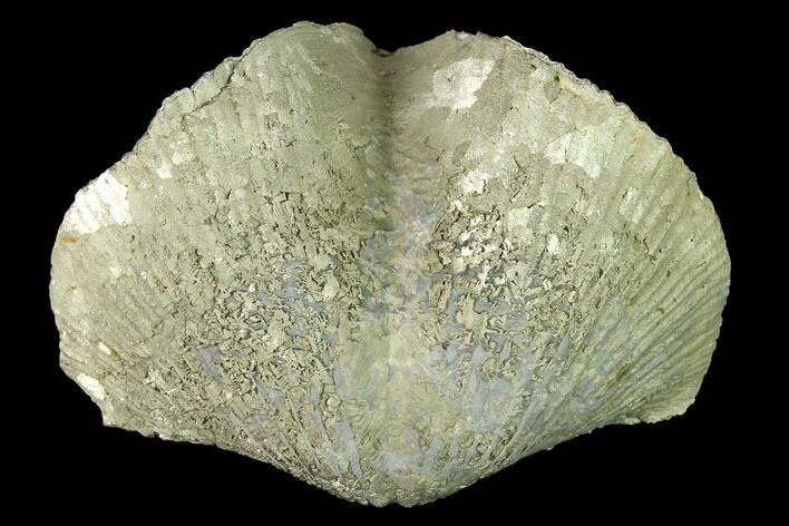 Large, Pyrite Replaced Brachiopod (Paraspirifer) Fossil - Ohio #142146